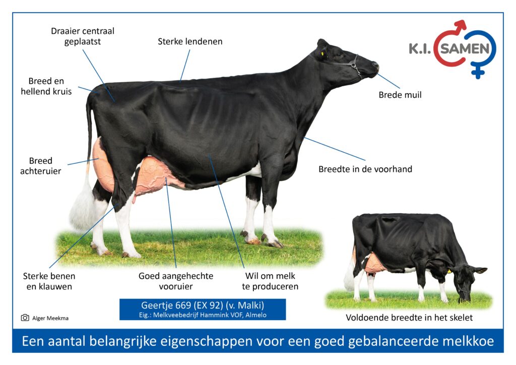 Well balanced dairy cow NL