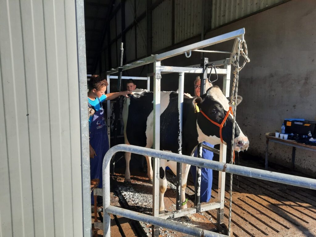 KI SAMEN scheert koe voor Wintershow Asten-Heusden