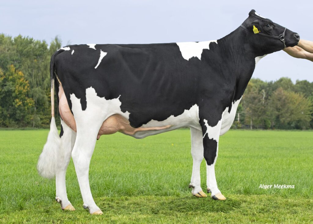 
Grashoek Becky 45 (VG 86) (v. Aras Pp) Prop.: Ferme d'élevage et laitière K.I. SAMEN b.v., Grashoek
