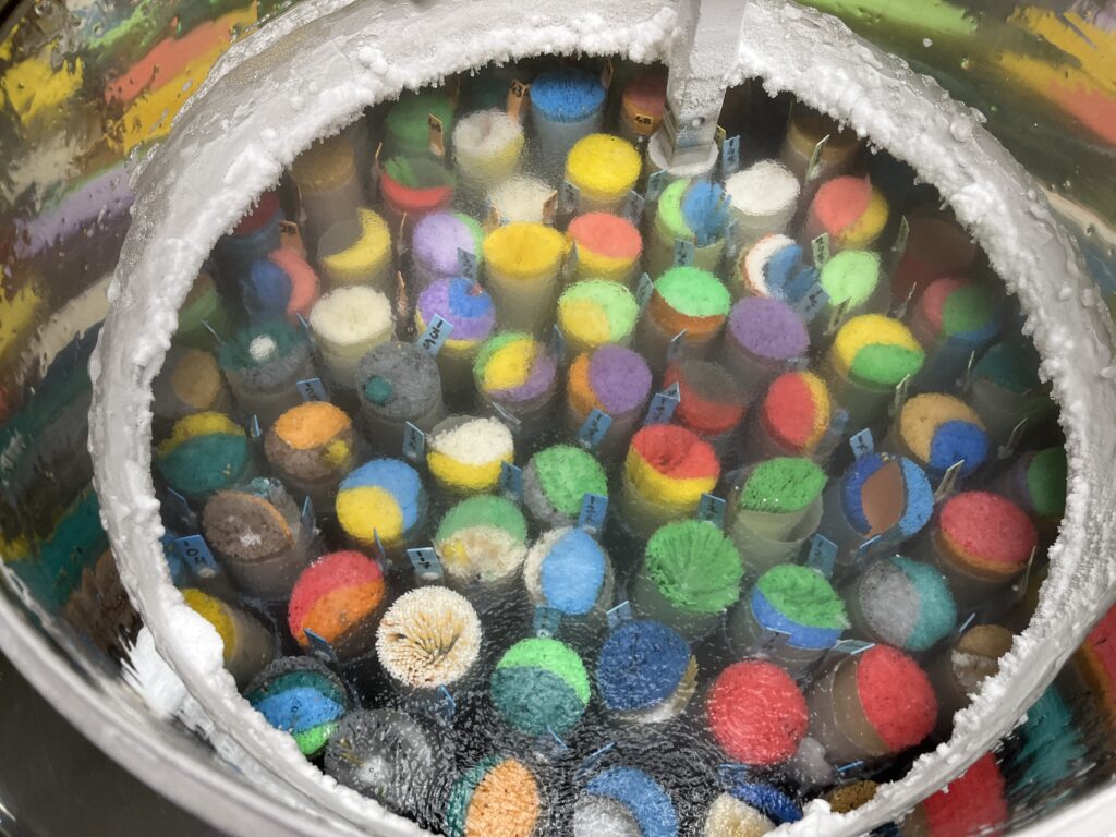 K.I. Samen investeert in een breed assortiment van gesekst sperma.